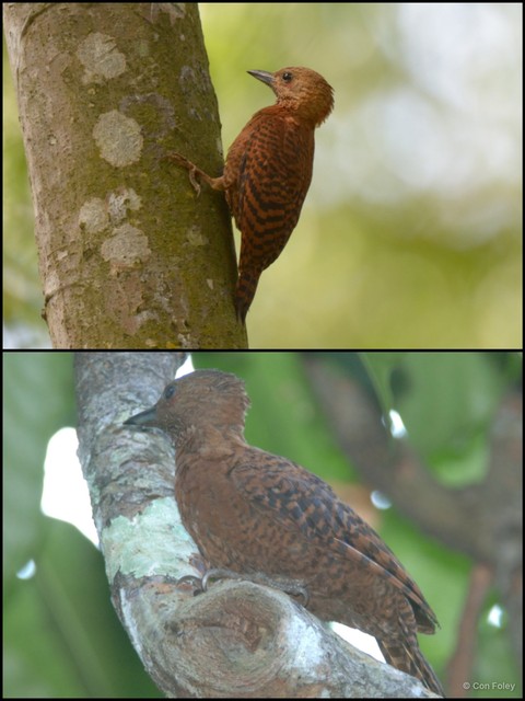 Micropternus brachyurus • © Con Foley • All Rights Reserved