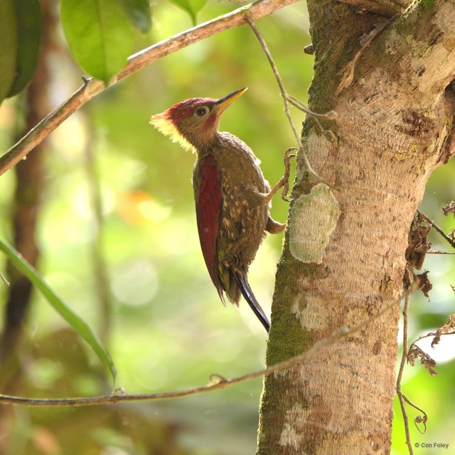 Picus puniceus • © Con Foley • All Rights Reserved
