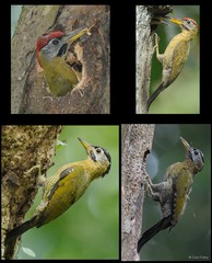 Picus vittatus