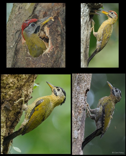 Picus vittatus • © Con Foley • All Rights Reserved
