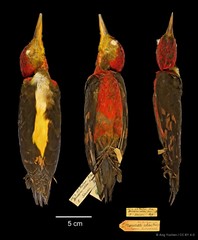 Reinwardtipicus validus • © Ang Yuchen • CC BY 4.0