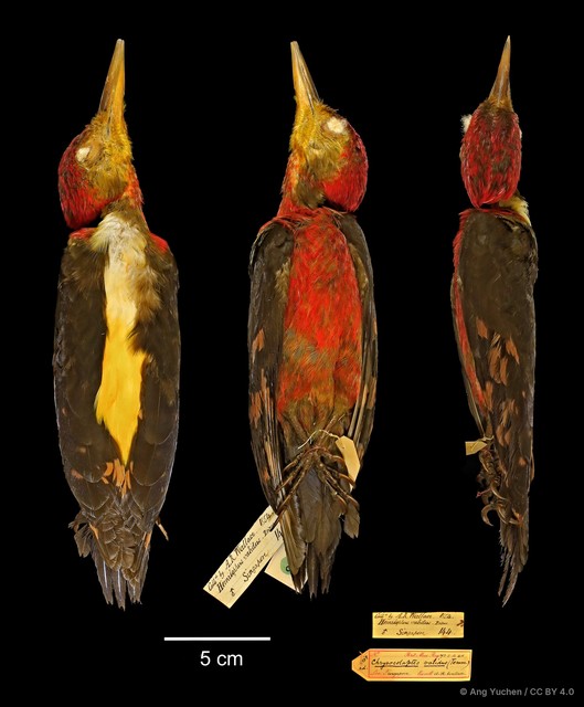 Reinwardtipicus validus • © Ang Yuchen • CC BY 4.0