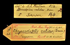 Reinwardtipicus validus • All Rights Reserved Museum Label
