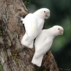 Cacatua goffiniana