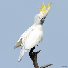 Cacatua sulphurea