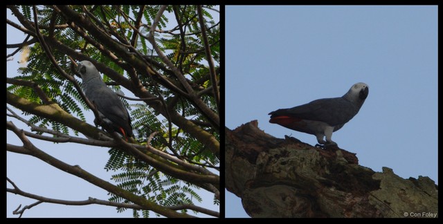 Psittacus erithacus • © Con Foley • All Rights Reserved