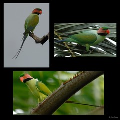 Psittacula longicauda