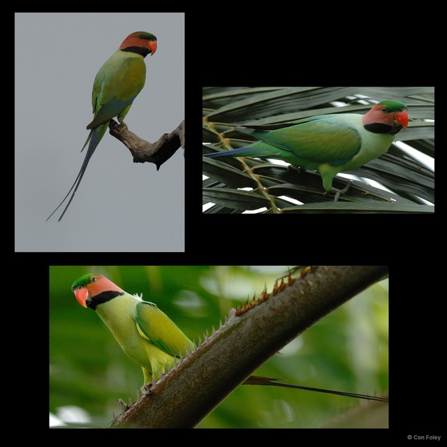 Psittacula longicauda • © Con Foley • All Rights Reserved
