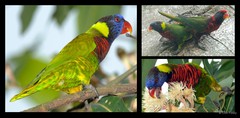 Trichoglossus haematodus (Linnaeus, 1771)
