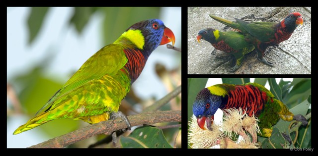 Trichoglossus haematodus • © Con Foley • All Rights Reserved