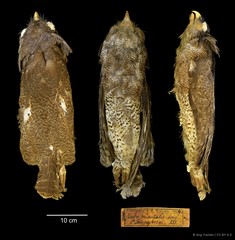 Ketupa sumatrana