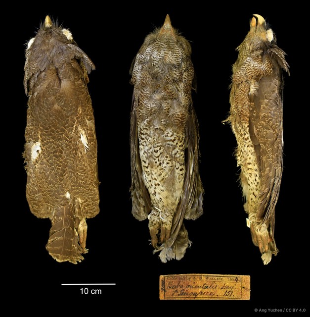 Ketupa sumatrana • © Ang Yuchen • CC BY 4.0