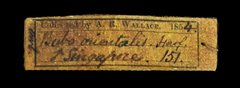 Ketupa sumatrana • All Rights Reserved Museum Label