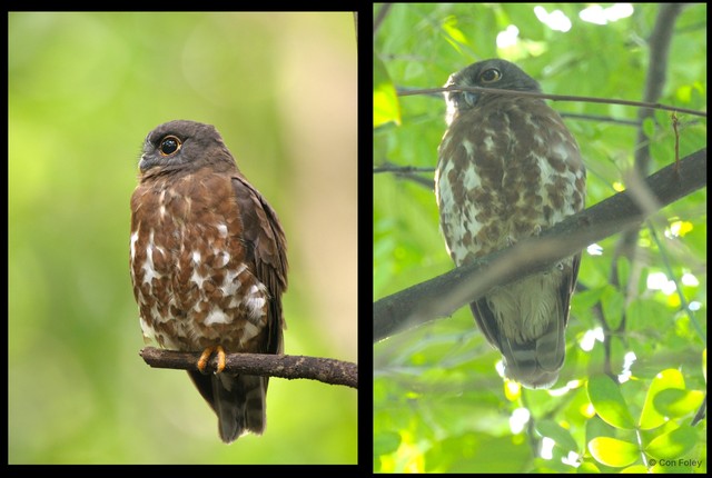 Ninox scutulata • © Con Foley • All Rights Reserved