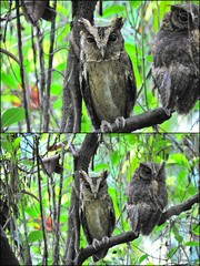 Otus lempiji