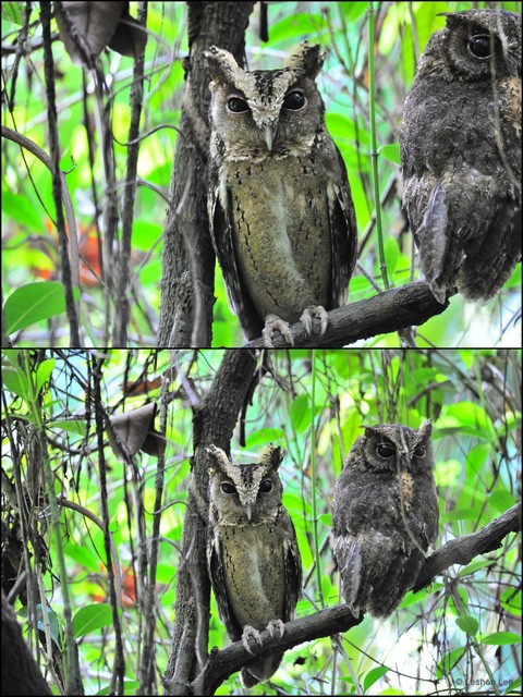 Otus lempiji • © Leshon Lee • All Rights Reserved