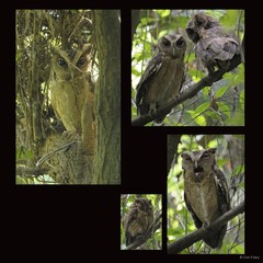 Otus lempiji • © Con Foley • All Rights Reserved