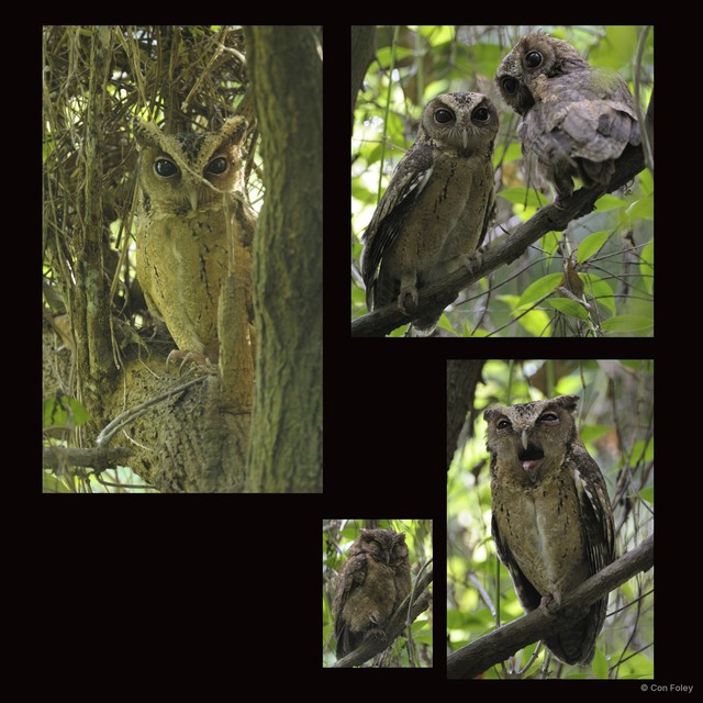 Otus lempiji
