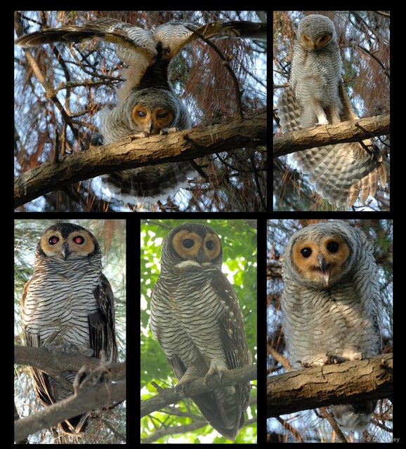 Strix seloputo • © Con Foley • All Rights Reserved