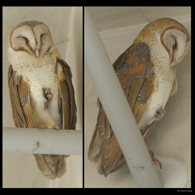 Tyto javanica • © Con Foley • All Rights Reserved