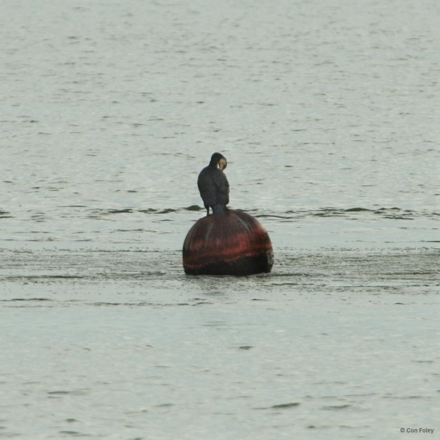 Phalacrocorax carbo • © Con Foley • All Rights Reserved