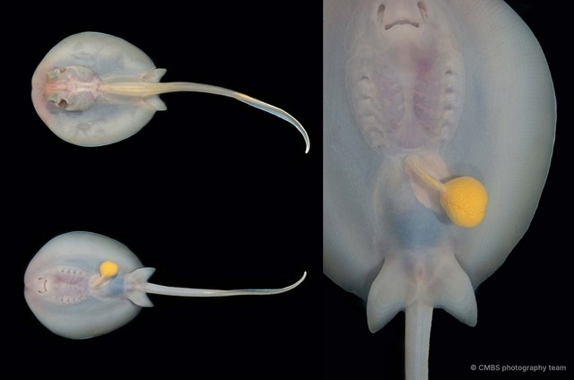 Dasyatidae sp. "a0e2a795" • © CMBS photography team • All Rights Reserved