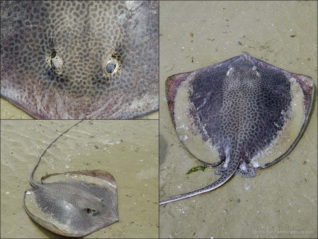 Himantura undulata • © Ria Tan • All Rights Reserved