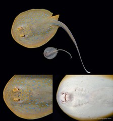 Taeniura lymma