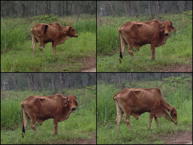 Bos taurus indicus • © Ivan Kwan • All Rights Reserved