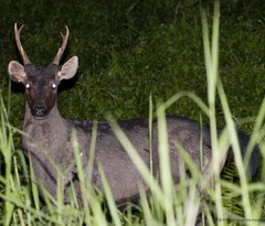 Rusa unicolor