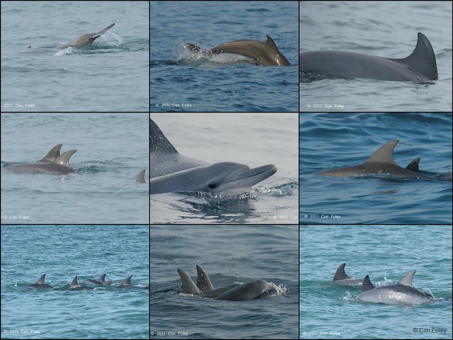 Tursiops aduncus • © Con Foley • All Rights Reserved