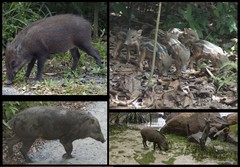 Sus scrofa