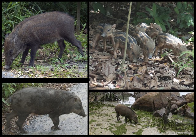 Sus scrofa • © Ria Tan • All Rights Reserved