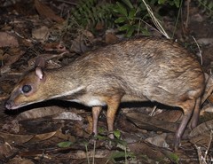 Tragulus napu (F.Cuvier, 1822)