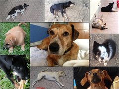 Canis familiaris
