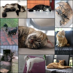 Felis catus