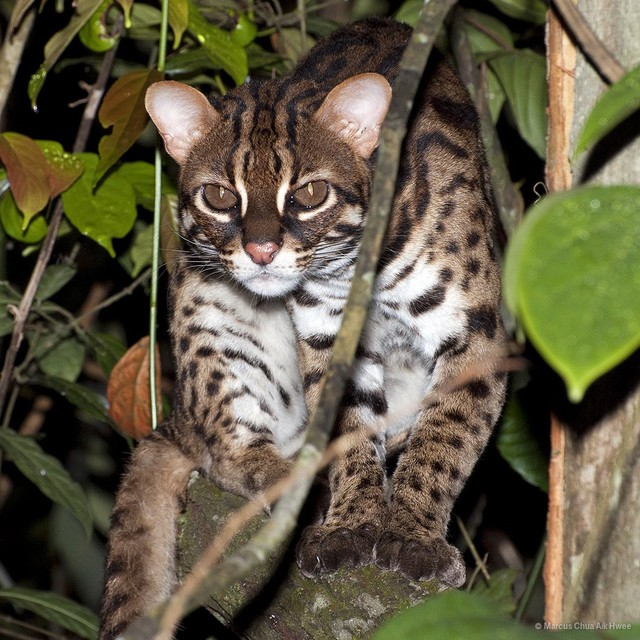 Prionailurus bengalensis • © Marcus Chua Aik Hwee • All Rights Reserved