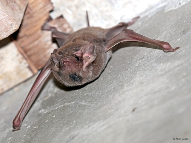 Taphozous (Taphozous) melanopogon • © Nick Baker • All Rights Reserved