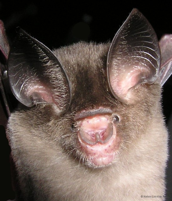 Hipposideros bicolor • © Kelvin Lim Kok Peng • All Rights Reserved