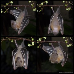 Cynopterus brachyotis