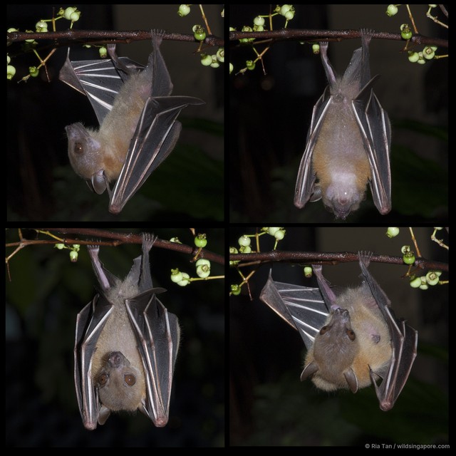 Cynopterus brachyotis • © Ria Tan • All Rights Reserved