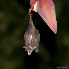 Eonycteris spelaea