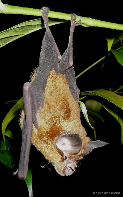 Rhinolophus refulgens • © Kelvin Lim Kok Peng • All Rights Reserved