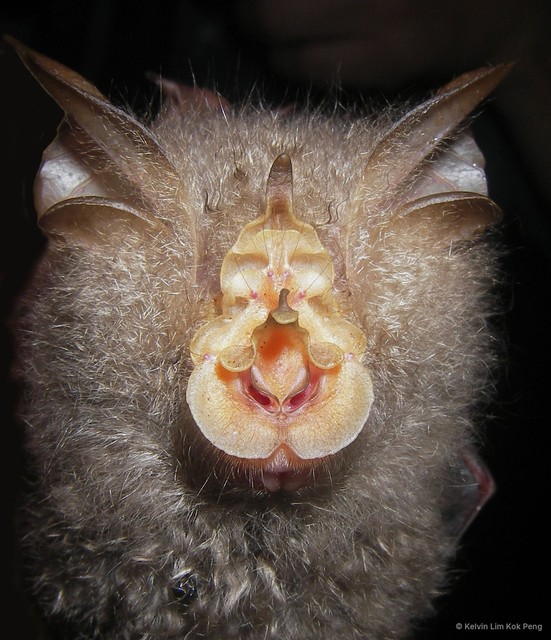 Rhinolophus trifoliatus • © Kelvin Lim Kok Peng • All Rights Reserved