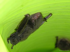 Myotis (Myotis) muricola