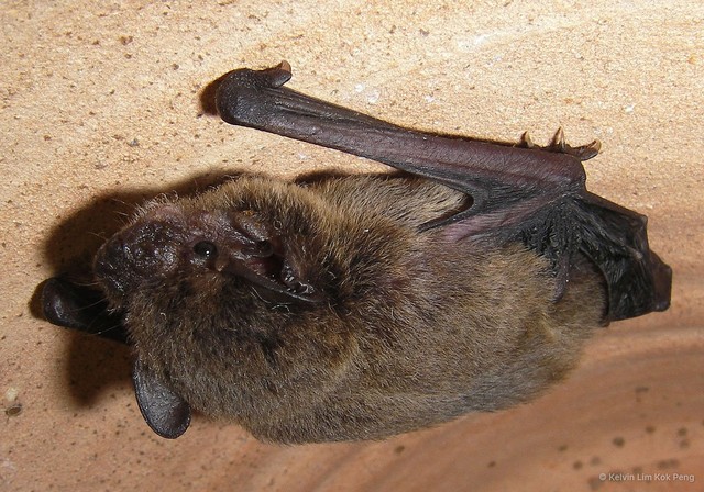 Pipistrellus javanicus • © Kelvin Lim Kok Peng • All Rights Reserved
