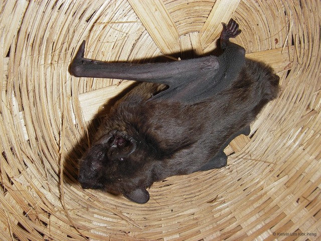 Pipistrellus stenopterus • © Kelvin Lim Kok Peng • All Rights Reserved
