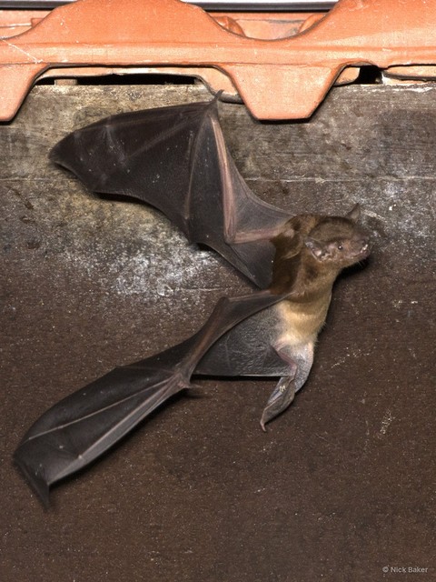 Scotophilus kuhlii • © Nick Baker • All Rights Reserved