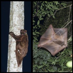 Galeopterus variegatus