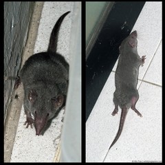 Suncus murinus